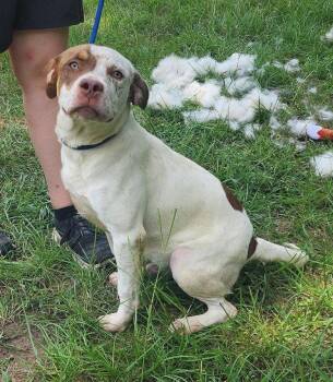 261032  Sid Vicious -  Pit Bull Terrier Dog for Adoption in Wetumpka, Alabama - 261032  Sid Vicious | PetCurious