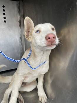 Siberian Husky and Labrador Retriever Dogs Available for Adoption in Victorville, California - Punchy | PetCurious