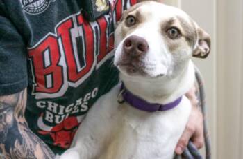 Eggnog -  Mixed Breed Dog for Adoption in Terre Haute, Indiana - Eggnog | PetCurious