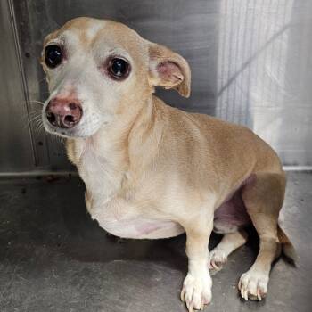 Rescue Chihuahua Dogs for Adoption in Mount Vernon, Arkansas - Da'Kota | PetCurious