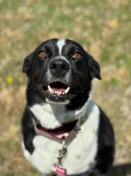 Lola -  Cattle Dog Dog for Adoption in Augusta, West Virginia - Lola | PetCurious