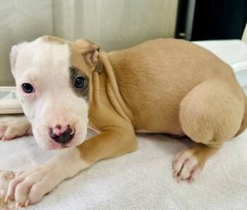 Pit Bull Terrier Dogs Available for Adoption - WATERLOO | PetCurious