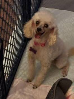 Poodle Toy - My Girl Scottie -  Poodle Dog for Adoption in Omaha, Nebraska - Poodle Toy - My Girl Scottie | PetCurious