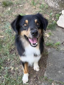 Daniel -  Australian Shepherd Dog for Adoption in Alexandria, Virginia - Daniel | PetCurious