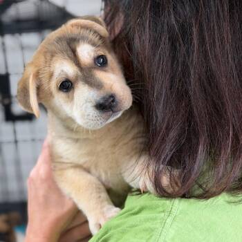 German Shepherd Dog and Mixed Breed Dogs Available for Adoption in Brownsboro, Alabama - McConville | PetCurious