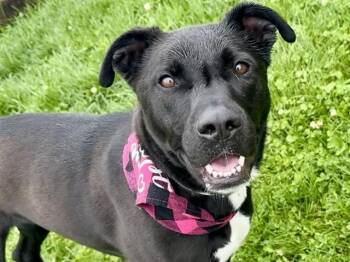 Pit Bull Terrier and Mixed Breed Dogs Available for Adoption in Pueblo, Colorado - BAILEY | PetCurious