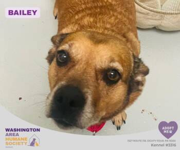 Bailey -  Cardigan Welsh Corgi Dog for Adoption in Eighty Four, Pennsylvania - Bailey | PetCurious