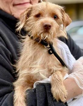 Terrier and Chihuahua Dogs Available for Adoption - Harry - Bonded With Peanut | PetCurious