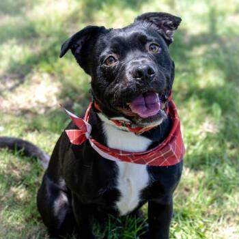 Boston Terrier and Black Labrador Retriever Dogs Available for Adoption in Austin, Texas - Ian TE | PetCurious