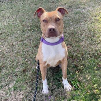 Rescue American Staffordshire Terrier Dogs for Adoption in Enterprise, Alabama - Missy "Stella" | PetCurious
