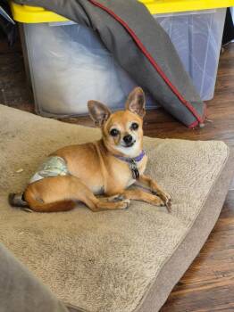 Chihuahua Dogs Available for Adoption in Millcreek, Utah - Enchilada | PetCurious