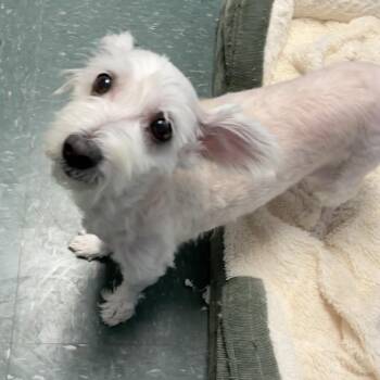 Coconut -  Dachshund and Mixed Breed Dog for Adoption in Waynesburg, Pennsylvania - Coconut | PetCurious