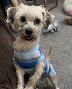 Rocky -  Yorkshire Terrier and Terrier Dog for Adoption in Philadelphia, Pennsylvania - Rocky | PetCurious