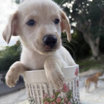 Gerber -  Spaniel Dog for Adoption in Isabela, Isabela - Gerber | PetCurious