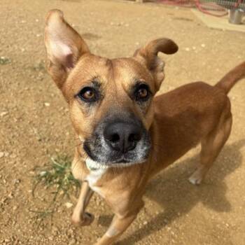 Toulose -  Mixed Breed Dog for Adoption in Bentonville, Arkansas - Toulose | PetCurious