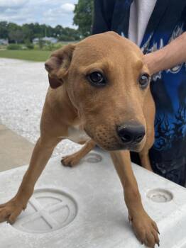 Labrador Retriever and Boxer Dogs Available for Adoption in Bolivar, Missouri - Perry | PetCurious