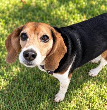 Lovely -  Beagle Dog for Adoption in Long Beach, New York - Lovely | PetCurious