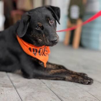 Sweet Jasper -  Black Labrador Retriever and Mixed Breed Dog for Adoption in Houston, Texas - Sweet Jasper | PetCurious