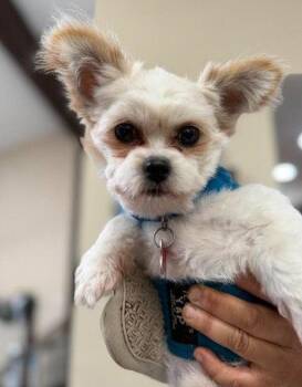 Pekingese and Poodle Dogs Available for Adoption in San Diego, California - Sebastian | PetCurious