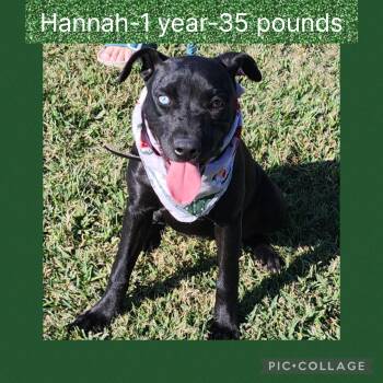 Rescue Mixed Breed Dogs for Adoption in New Iberia, Louisiana - Hannah | PetCurious