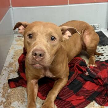 Staffordshire Bull Terrier and Mixed Breed Dogs Available for Adoption in Houston, Texas - PYPER | PetCurious