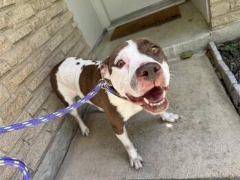 AKASHA -  Pit Bull Terrier and Mixed Breed Dog for Adoption in Rowlett, Texas - AKASHA | PetCurious