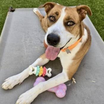Cheddar -  Shepherd and Mixed Breed Dog for Adoption in Houston, Texas - Cheddar | PetCurious