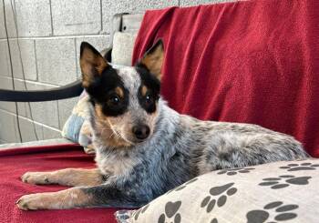 Australian Cattle Dog Blue Heeler Dogs Available for Adoption in Cottonwood, Arizona - Lyla | PetCurious