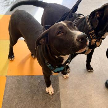 Oreo Milk -  Mixed Breed Dog for Adoption in Philadelphia, Pennsylvania - Oreo Milk | PetCurious