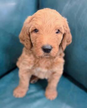 River -  Golden Retriever and Standard Poodle Dog for Adoption in Corona, California - River | PetCurious