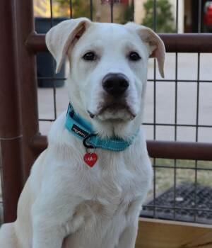 Nicky -  Labrador Retriever and Great Pyrenees Dog for Adoption in Southlake, Texas - Nicky | PetCurious