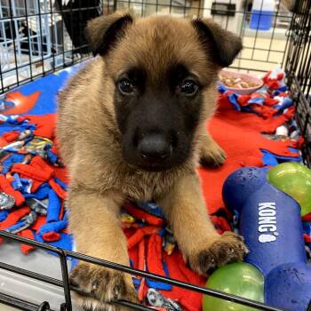 WAGS-Stray-22406 -  Shepherd Dog for Adoption in Westminster, California - WAGS-Stray-22406 | PetCurious