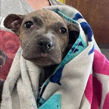 Rescue Pit Bull Terrier and Mixed Breed Dogs for Adoption in Benton City, Washington - Alfie | PetCurious