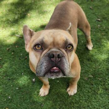 French Bulldog Dogs Available for Adoption in Austin, Texas - Gru BW | PetCurious