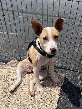 Terrier and Hound Dogs Available for Adoption in Greensboro, Georgia - Opal | PetCurious