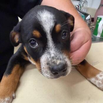 Australian Cattle Dog Blue Heeler and Mixed Breed Dogs Available for Adoption in Ardmore, Oklahoma - Outlaw | PetCurious