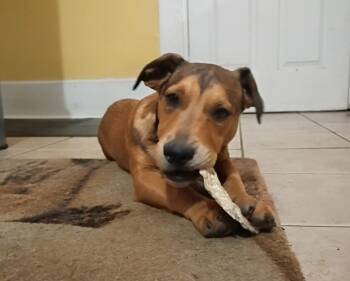 Plum -  Dachshund Dog for Adoption in Phenix City, Alabama - Plum | PetCurious