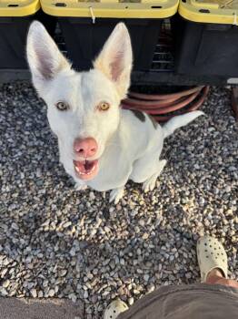Zelda -  Siberian Husky and Border Collie Dog for Adoption in San Rafael, California - Zelda | PetCurious