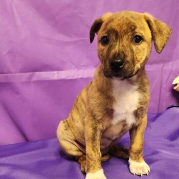 Mixed Breed Dogs Available for Adoption - Goggies | PetCurious