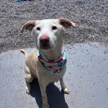 Labrador Retriever Dogs Available for Adoption in Marion, North Carolina - Sophie | PetCurious