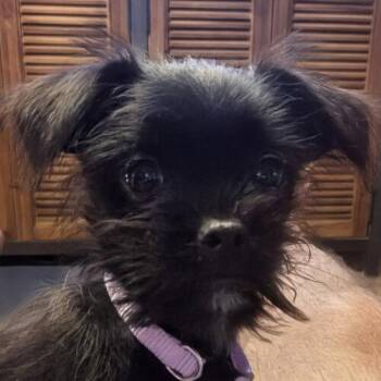 Charlotte (#374) -  Shih Tzu and Chihuahua Dog for Adoption in Twin Lakes, Wisconsin - Charlotte (#374) | PetCurious