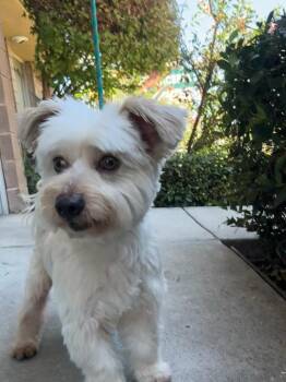 Scone -  Maltese Dog Available for Adoption in Elk Grove, California - Scone | PetCurious