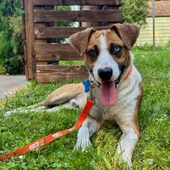 Dylan -  Retriever and Hound Dog for Adoption in Minneapolis, Minnesota - Dylan | PetCurious