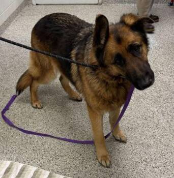 German Shepherd Dog and Mixed Breed Dogs Available for Adoption in Kansas City, Missouri - Zeus | PetCurious