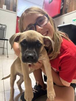 Nico -  Mixed Breed Dog for Adoption in Elyria, Ohio - Nico | PetCurious