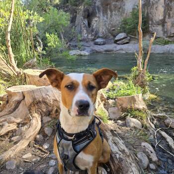 Cammie -  Cattle Dog Dog for Adoption in Chinle, Arizona - Cammie | PetCurious