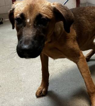 Rescue Mixed Breed Dogs for Adoption in Spartanburg, South Carolina - Jenny | PetCurious