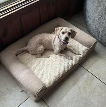 Rescue Miniature Poodle Dogs for Adoption in Holiday Hills, Illinois - Princessa | PetCurious