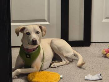 Star -  Whippet Dog for Adoption in Gig Harbor, Washington - Star | PetCurious