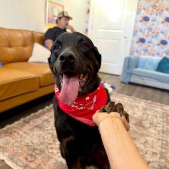 Rottweiler and Labrador Retriever Dogs Available for Adoption in Friendswood, Texas - Marcus Bear The Big Gentle Love Bug | PetCurious